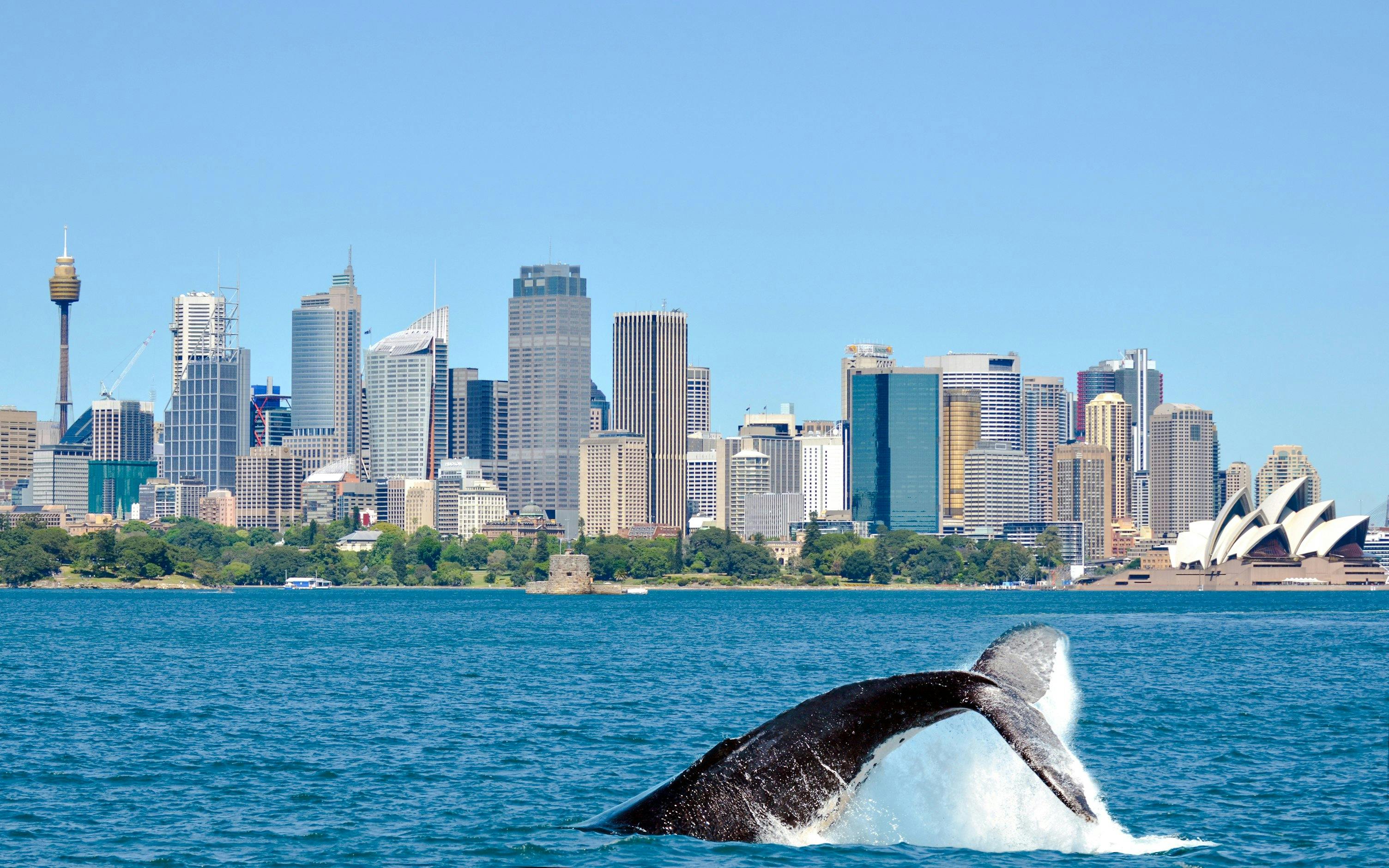 Humpback whale breaching in front of Sydney skyline and Opera House.