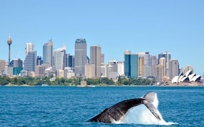 Humpback whale breaching in front of Sydney skyline and Opera House.