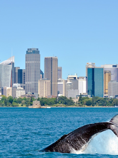 Humpback whale breaching in front of Sydney skyline and Opera House.