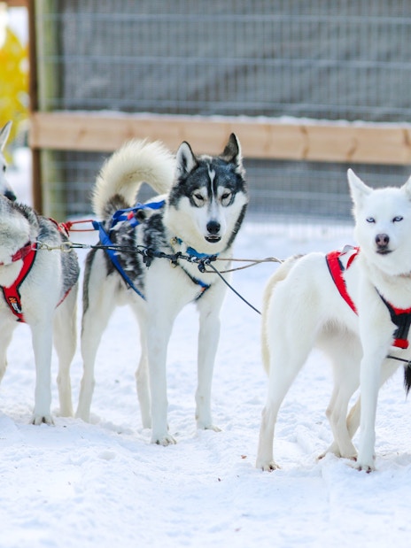 Huskies in harness at a snowy husky farm in Rovaniemi.