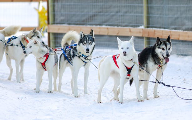 Huskies in harness at a snowy husky farm in Rovaniemi.