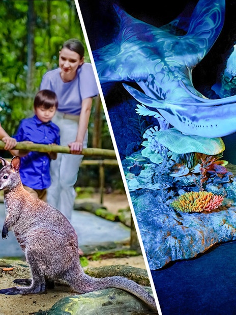 Family observing kangaroos at a zoo and people exploring an aquarium exhibit.