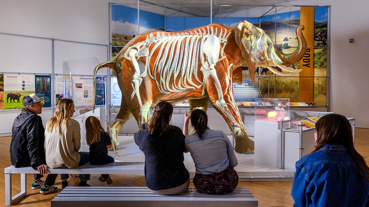 Visitors observing African Elephant Hall at American Museum of Natural History, New York.