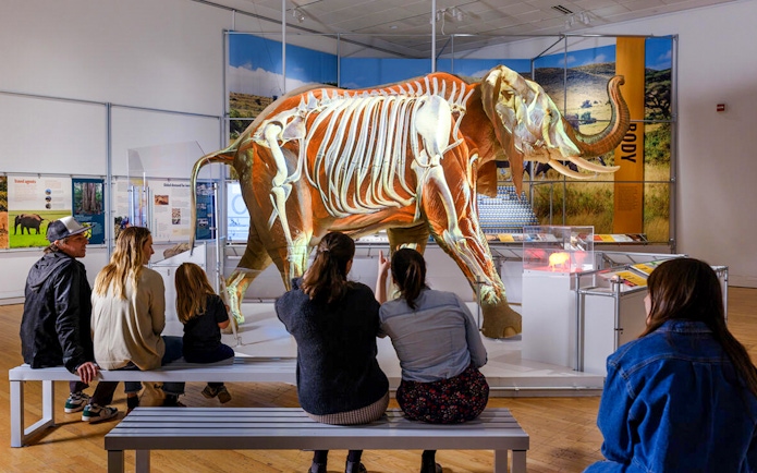 Visitors observing African Elephant Hall exhibit with skeletal display.