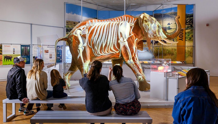 Visitors observing African Elephant Hall at American Museum of Natural History, New York.