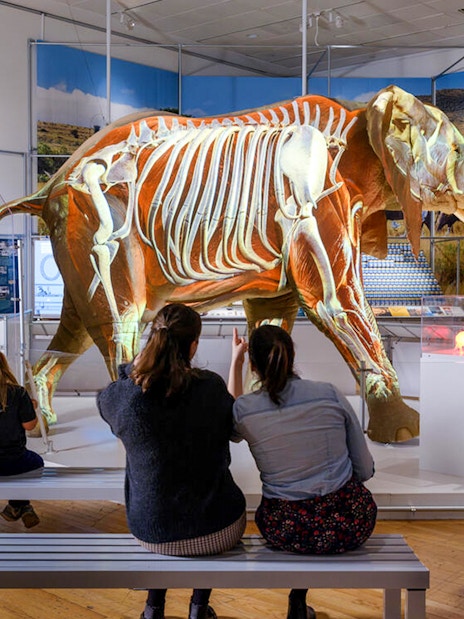 Visitors observing African Elephant Hall exhibit with skeletal display.