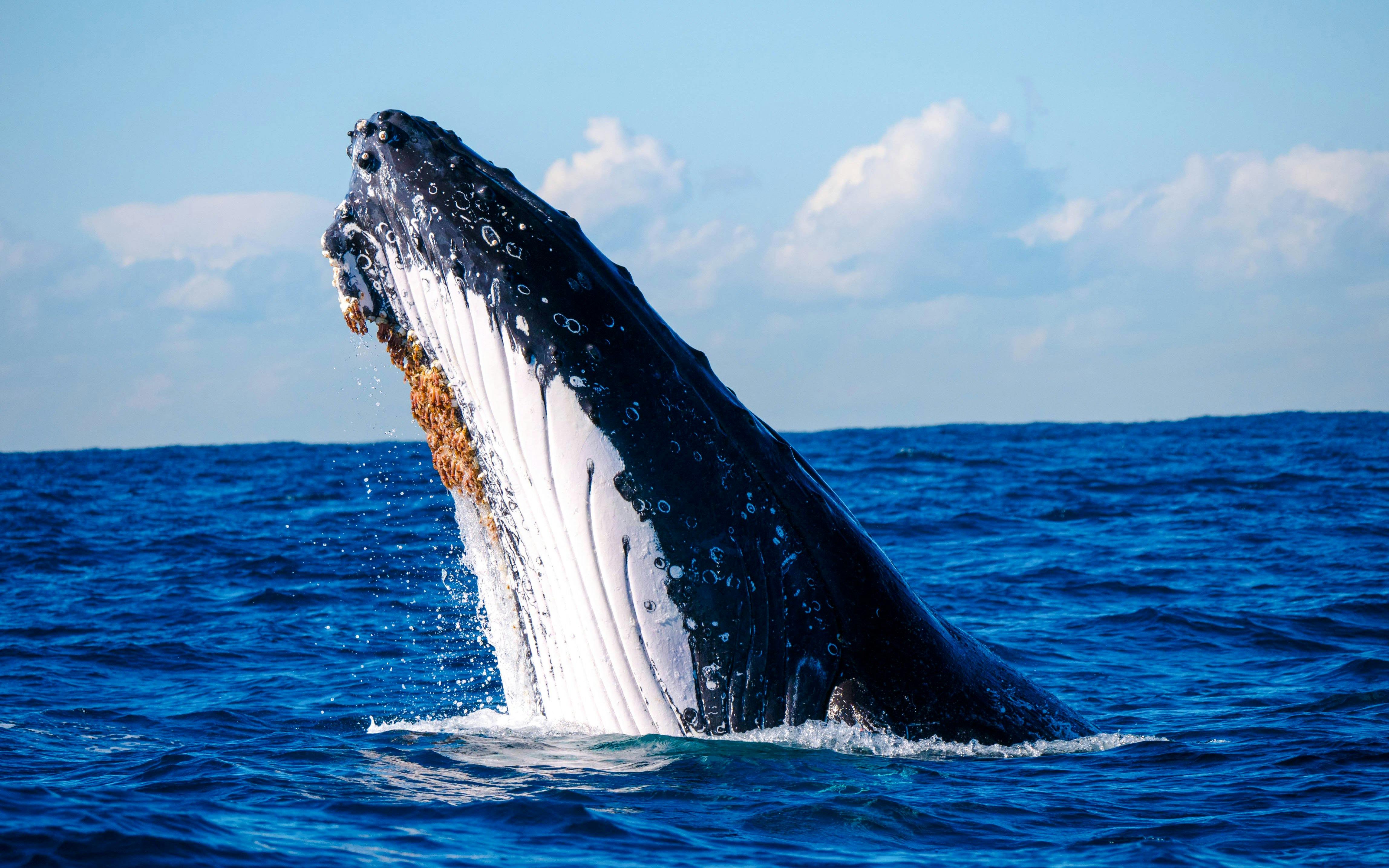 Humpback whale head lunge emerging from ocean waters.