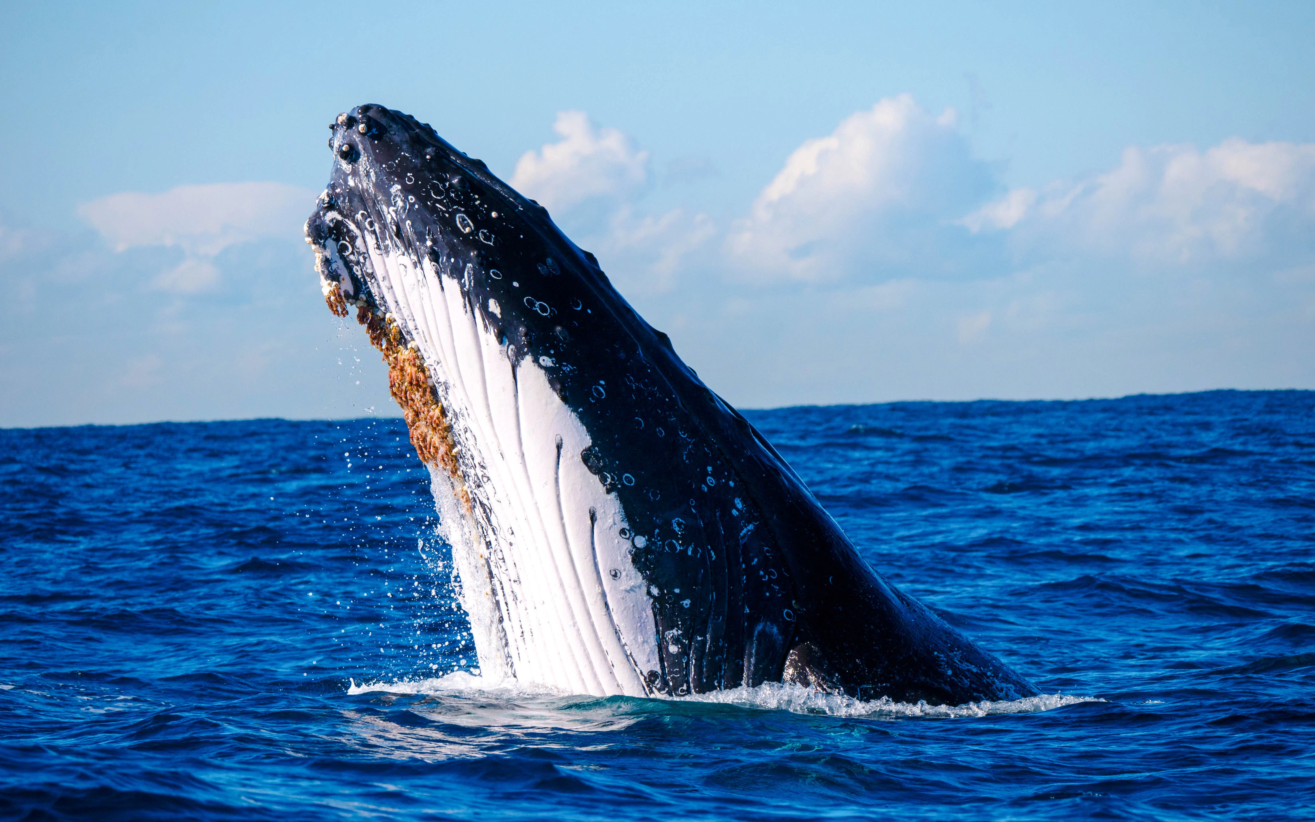 Humpback Whale