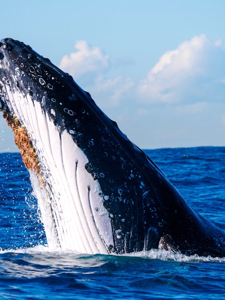 Humpback whale head lunge emerging from ocean waters.