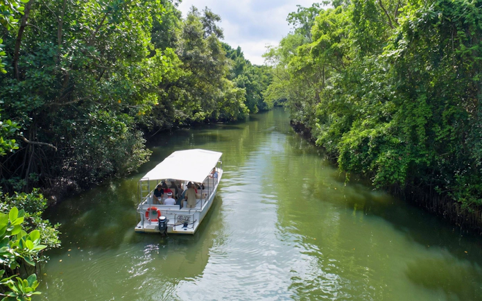 Boat tour through lush rainforest river in Daintree, part of 2-day reef and rainforest adventure.