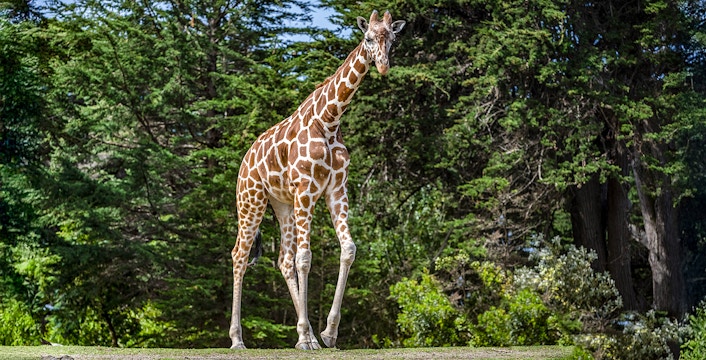 San Francisco Zoo