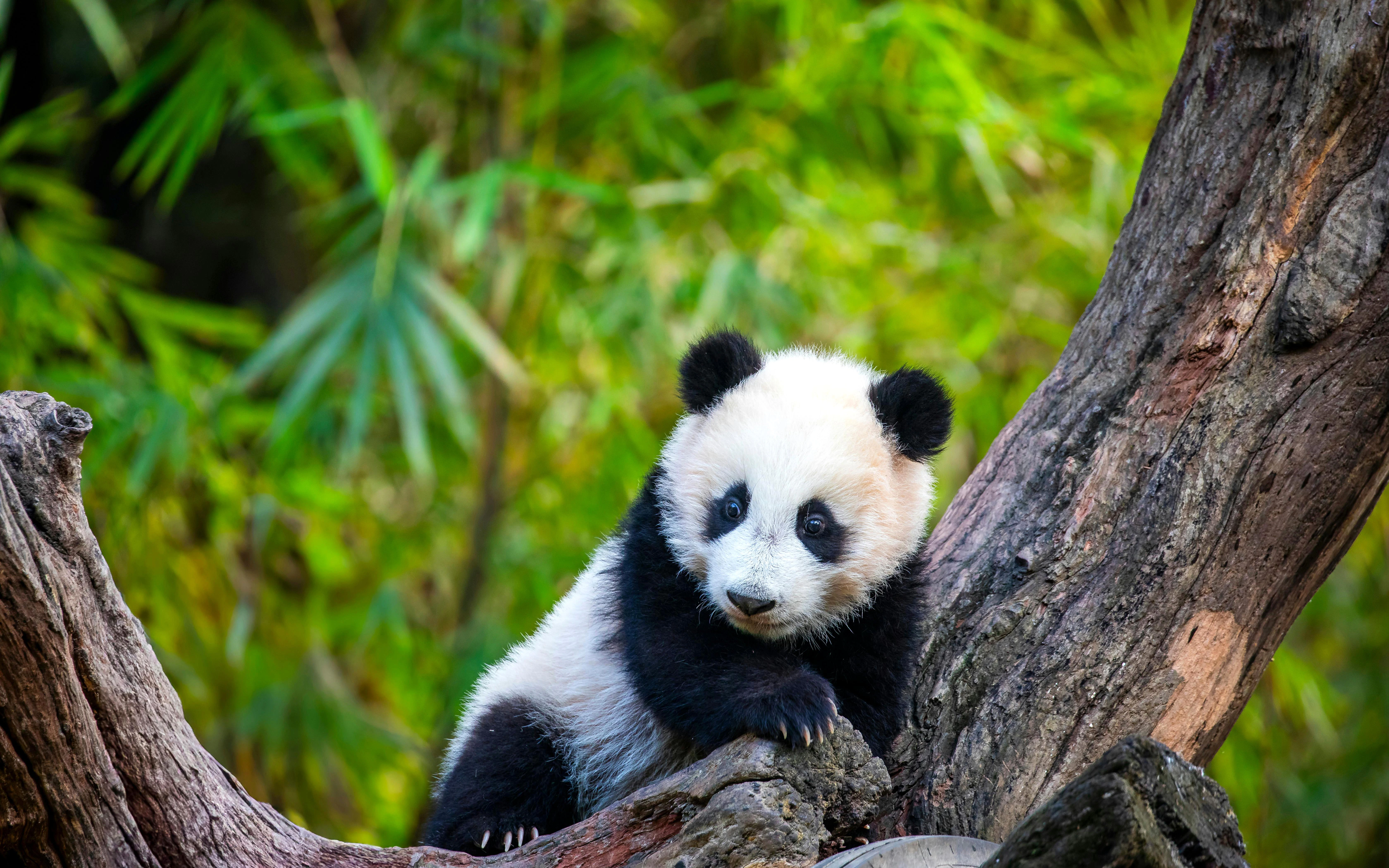 Six-month-old giant panda Mei Zhu on a tree at Guangzhou Chimelong Safari Park, China.