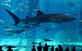 Sharks swimming in a large tank at Istanbul Aquarium with visitors watching.