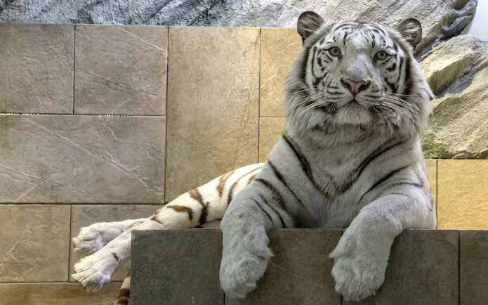 White tiger resting at NIFREL Interactive Aquazoo.