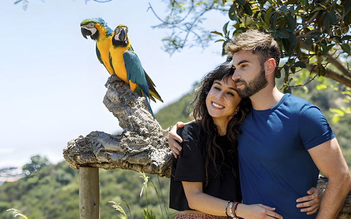 Blue-and-yellow Macaws perched on a branch at Benalmadena Cable Car tour.