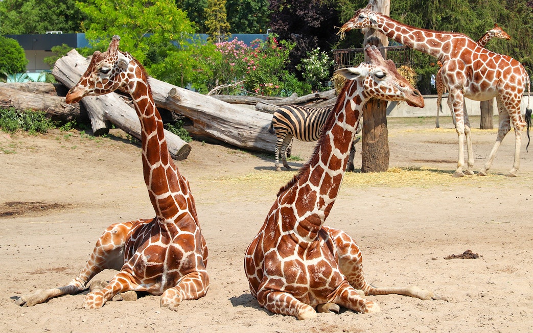 Giraffes and a zebra at Wroclaw Zoo enclosure.