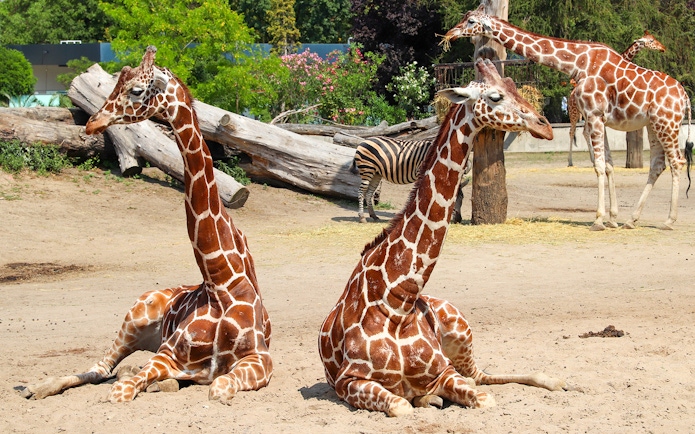 Giraffes and a zebra at Wroclaw Zoo enclosure.