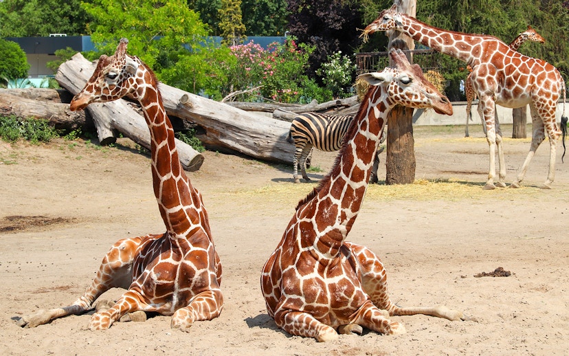Giraffes and a zebra at Wroclaw Zoo enclosure.