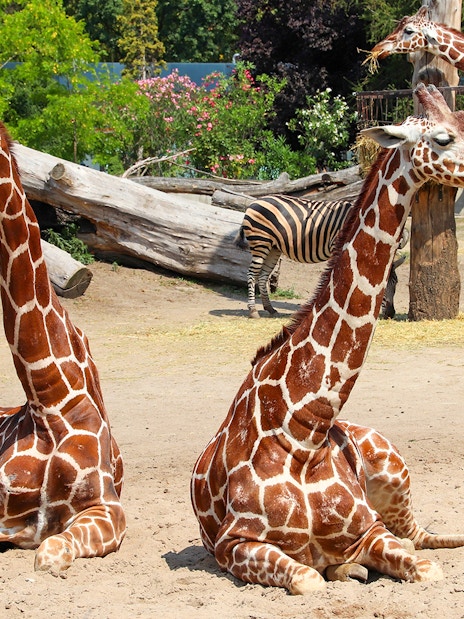 Giraffes and a zebra at Wroclaw Zoo enclosure.