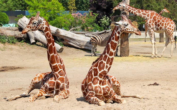Giraffes and a zebra at Wroclaw Zoo enclosure.