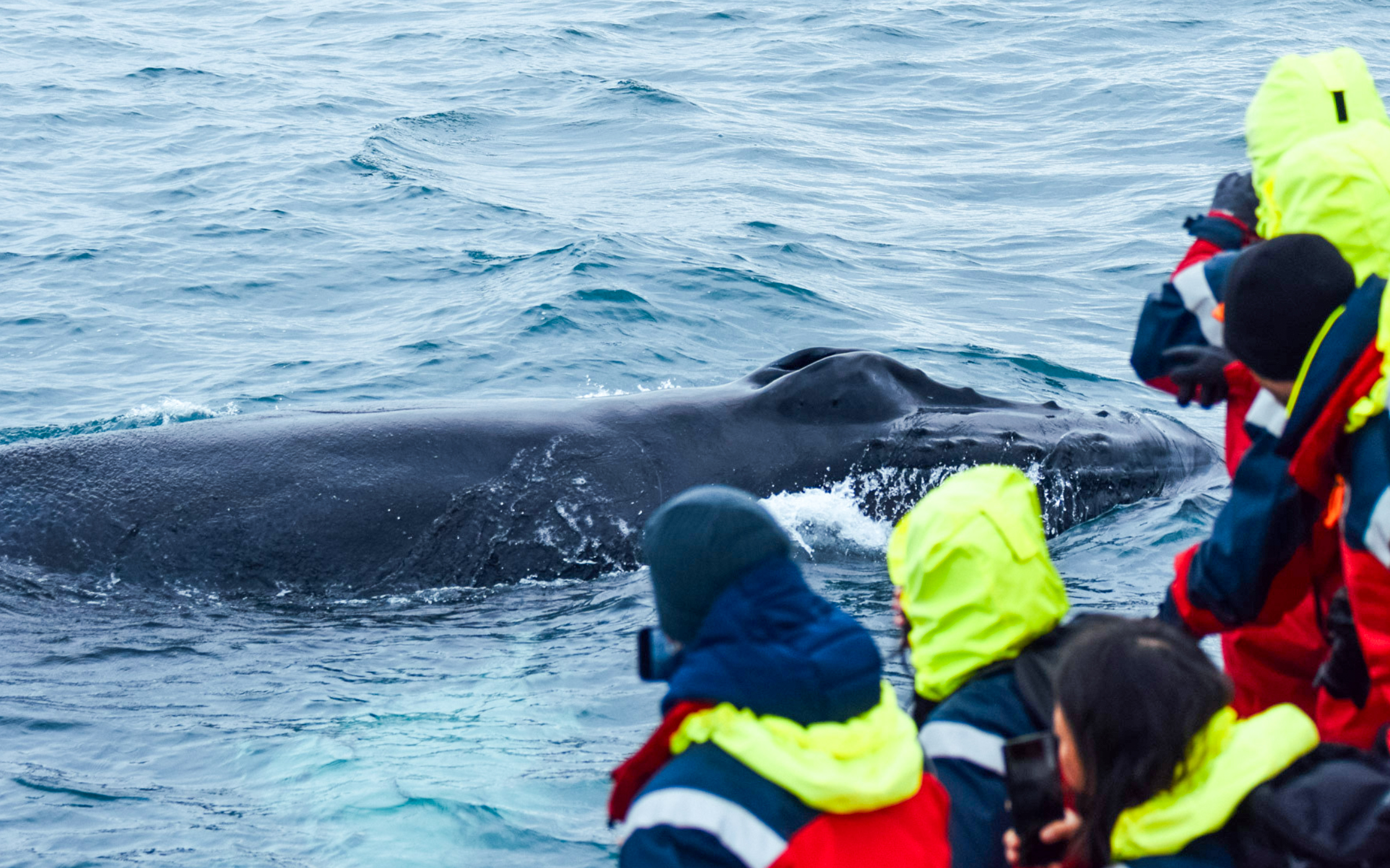 Humpback whale near boat in Skjálfandi Bay, Iceland, with tourists observing.