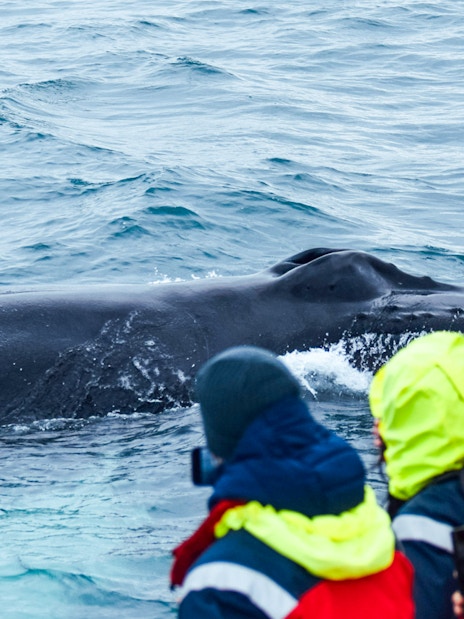 Humpback whale near boat in Skjálfandi Bay, Iceland, with tourists observing.