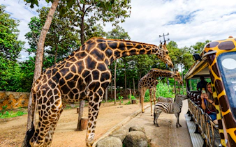 billetter til chiang mai night safari med trikk-turer-5