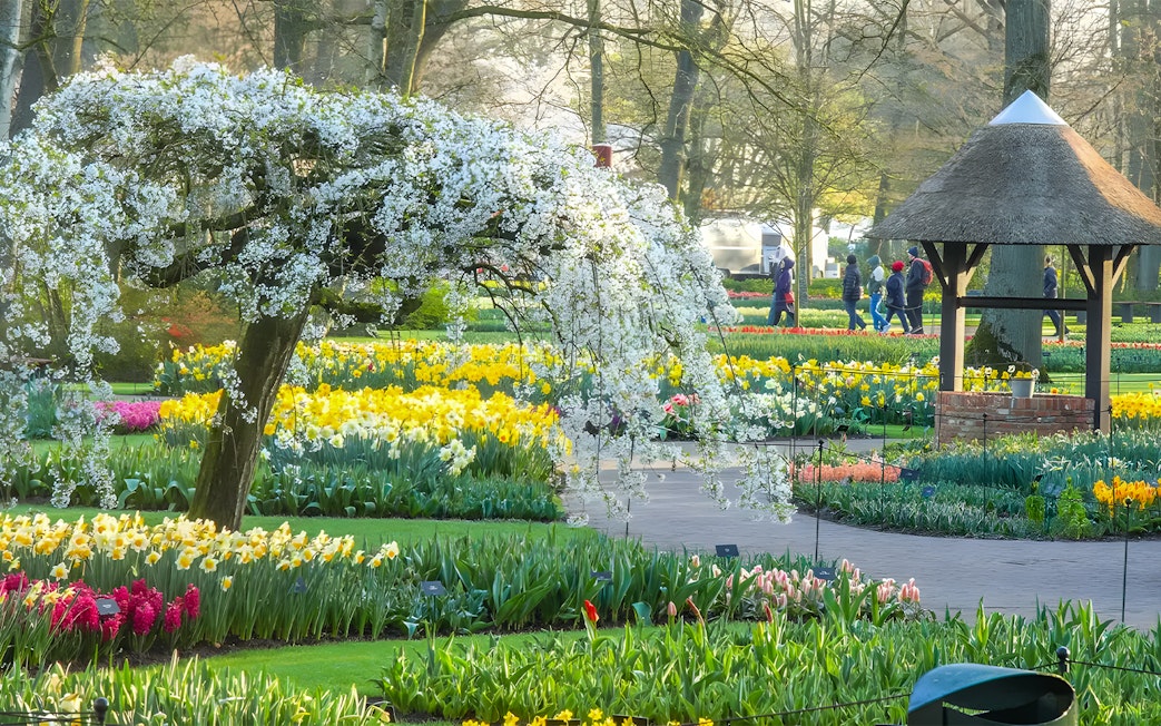 Keukenhof Tulip Fields with blooming flowers and visitors walking on paths in Amsterdam.
