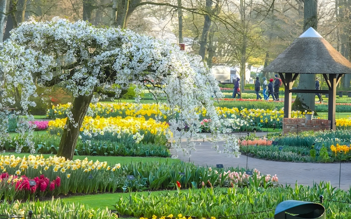 Keukenhof Tulip Fields with blooming flowers and visitors walking on paths in Amsterdam.