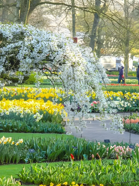 Keukenhof Tulip Fields with blooming flowers and visitors walking on paths in Amsterdam.