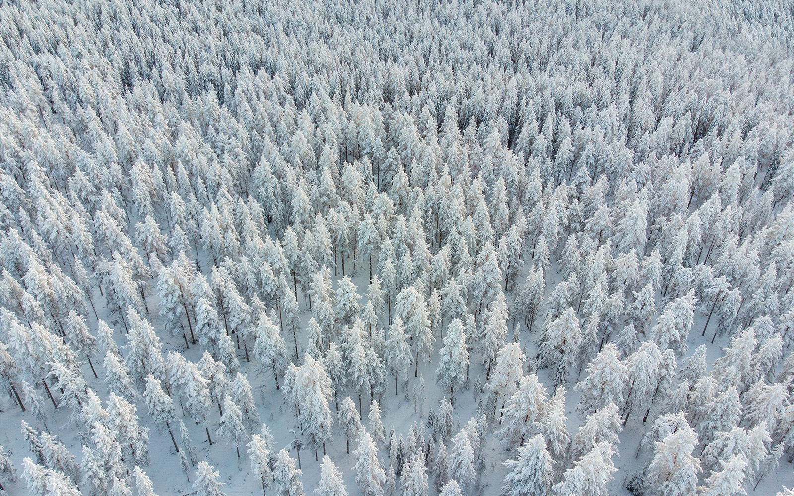 Aerial above forest with snow covered trees in Ounasvaara mountain in Rovaniemi, Finland