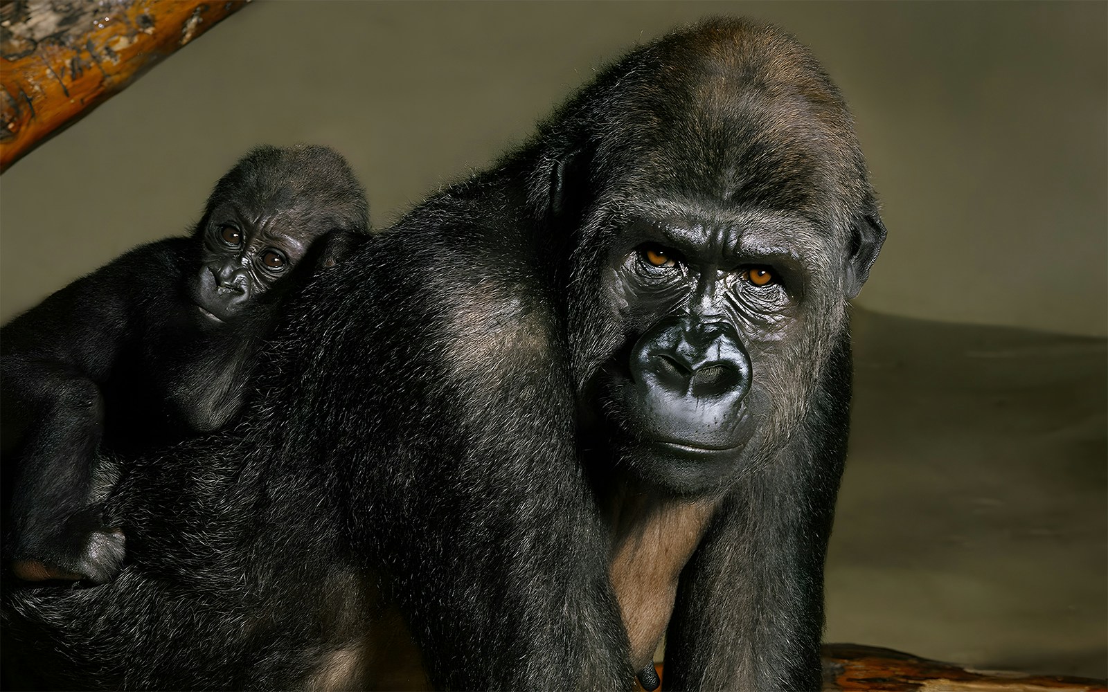 Gorillas at Bronx Zoo