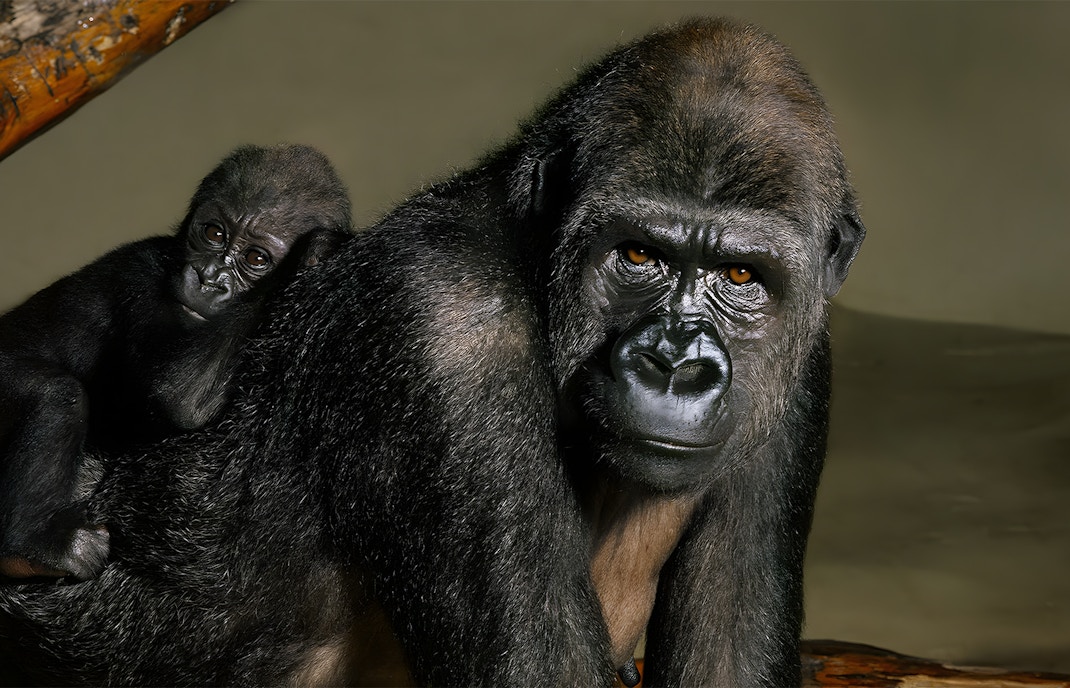 Gorillas in Bronx Zoo