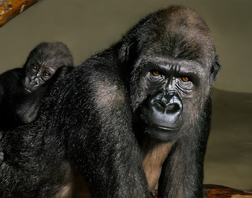 Cologne Zoo