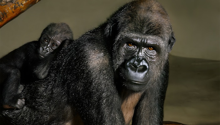 Jungle House at Cologne Zoo