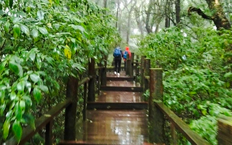 fra chiang mai: privat guidet tur i doi inthanon nasjonalpark med fottur på pha dok siew-naturstien-3