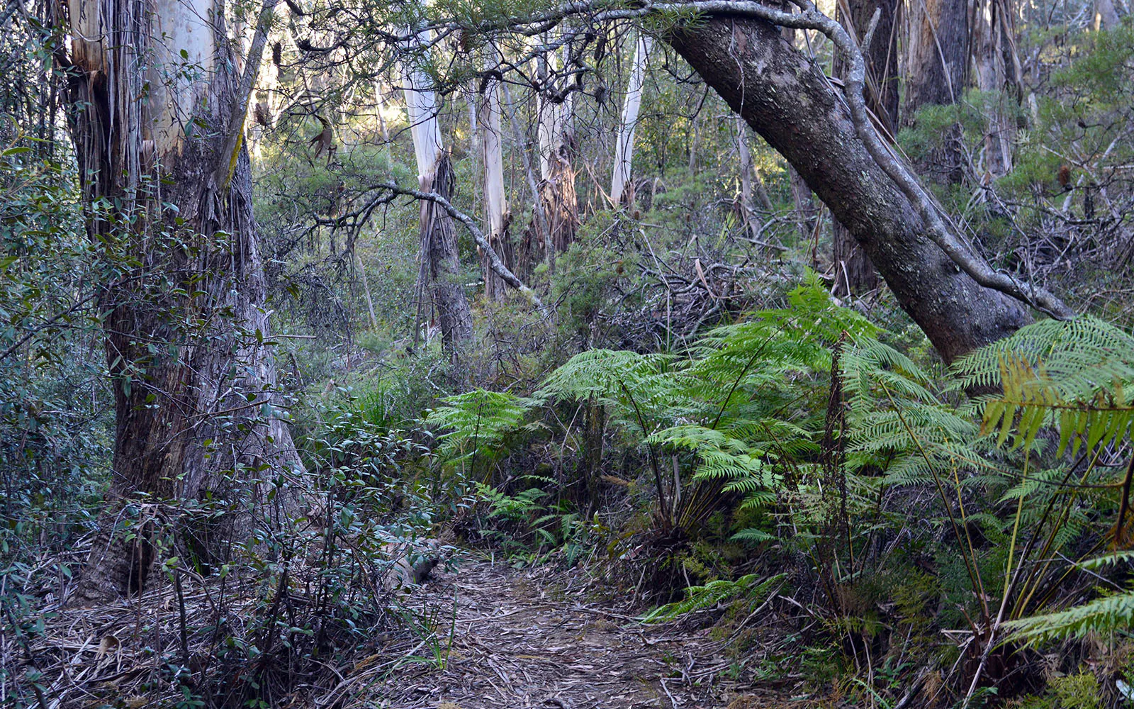 Lyrebird Dell	