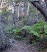 Lyrebird Dell