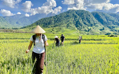 Tourists walking through rice fields in Y Linh Ho, Sa Pa, with mountains in the background.