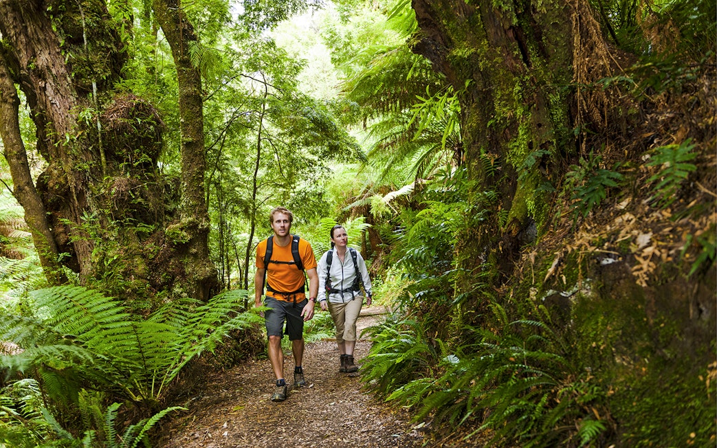 Tourists walking through lush forest on Great Ocean Road day tour.