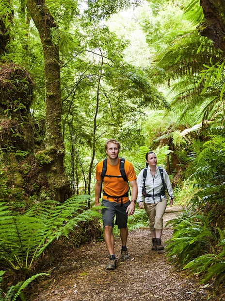 Tourists walking through lush forest on Great Ocean Road day tour.