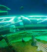 Underwater World