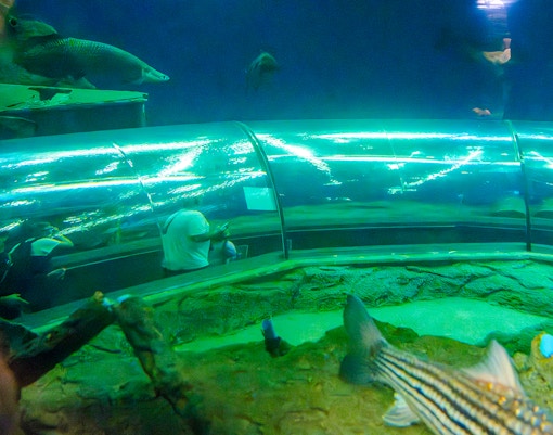 Visitors walking through the underwater tunnel at Underwater World Pattaya, surrounded by diverse marine life.
