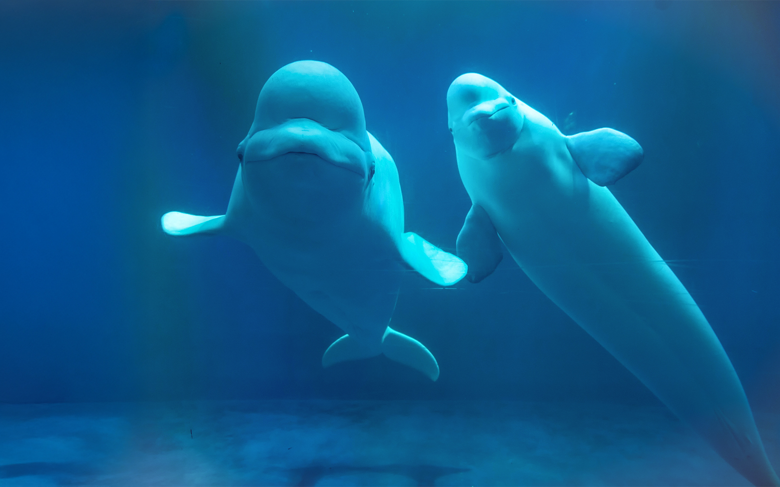 Beluga whales swimming in an aquarium exhibit.