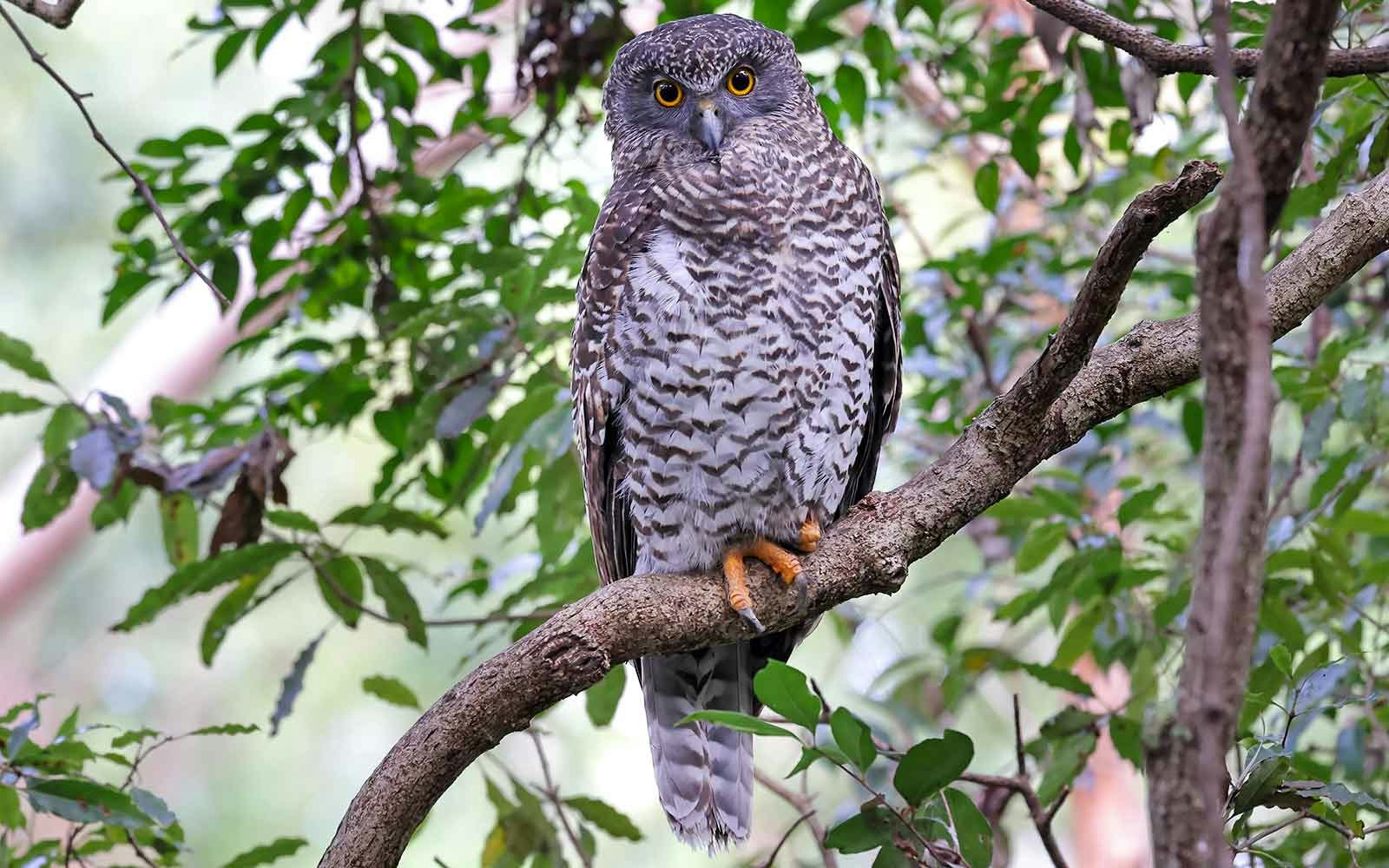 Powerful Owl