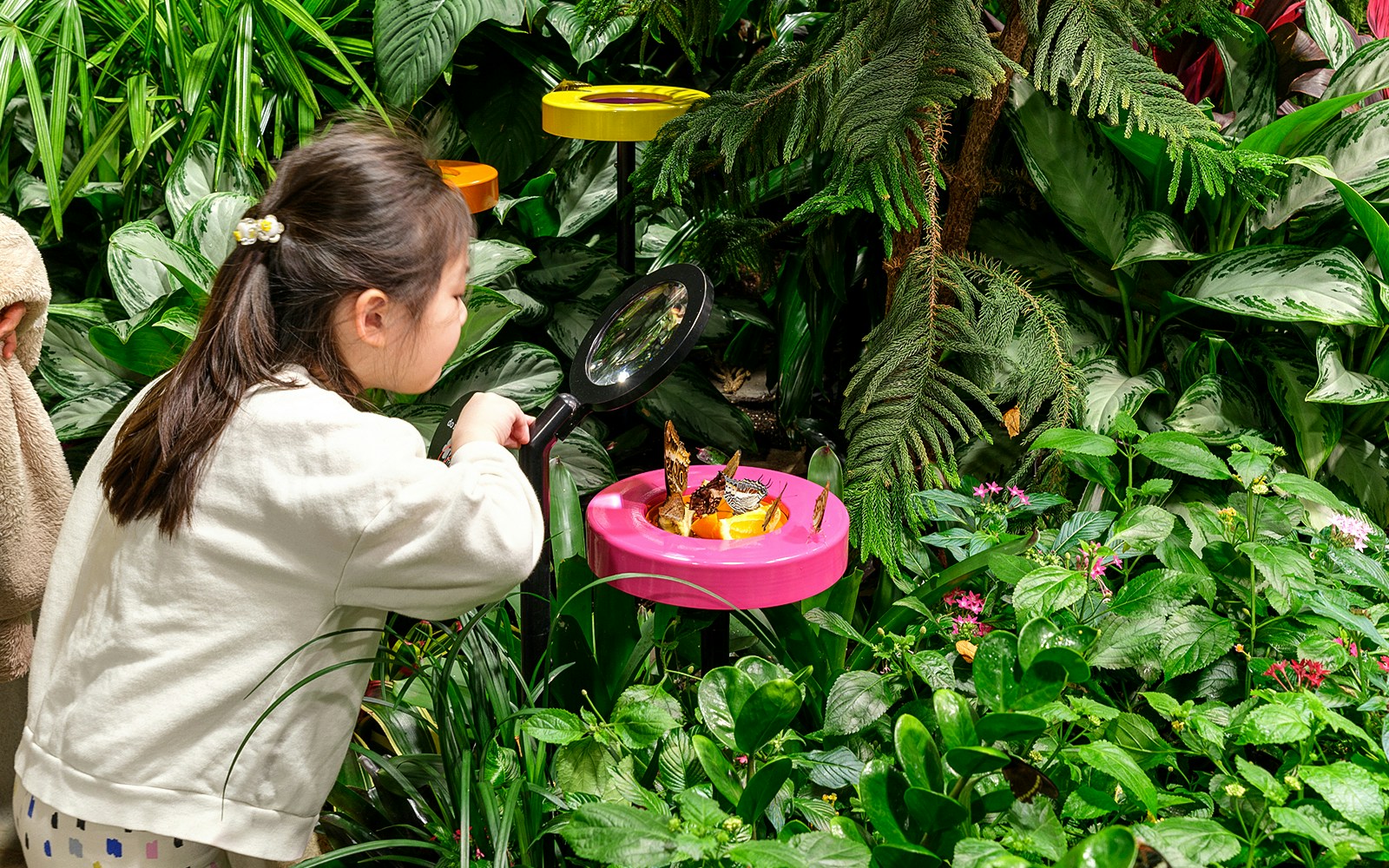 Girl observing butterflies at American Museum of Natural History.