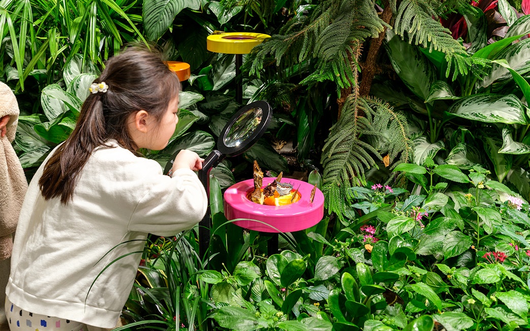 Girl observing butterflies with magnifying glass in vivarium.