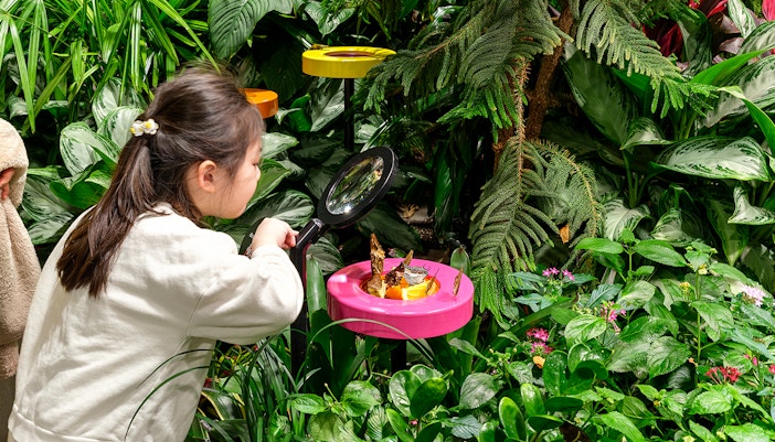 Girl observing butterflies in New York vivarium exhibit