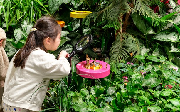 Girl observing butterflies with magnifying glass in vivarium.