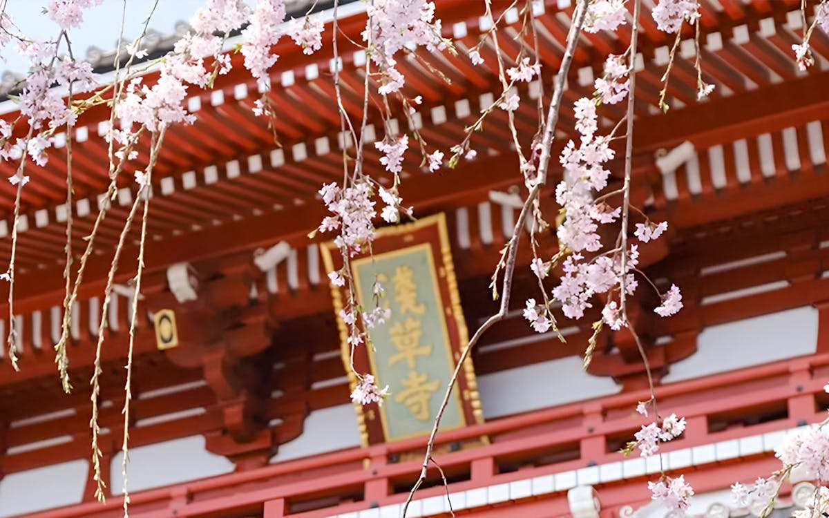 private cherry blossom tour in kyoto with local host-3 private cherry blossom tour in kyoto with local host-3